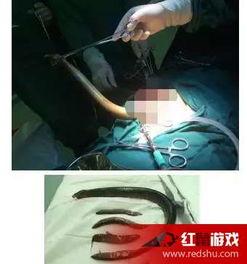 黄鳝进入女主播视频,惊现意外事件